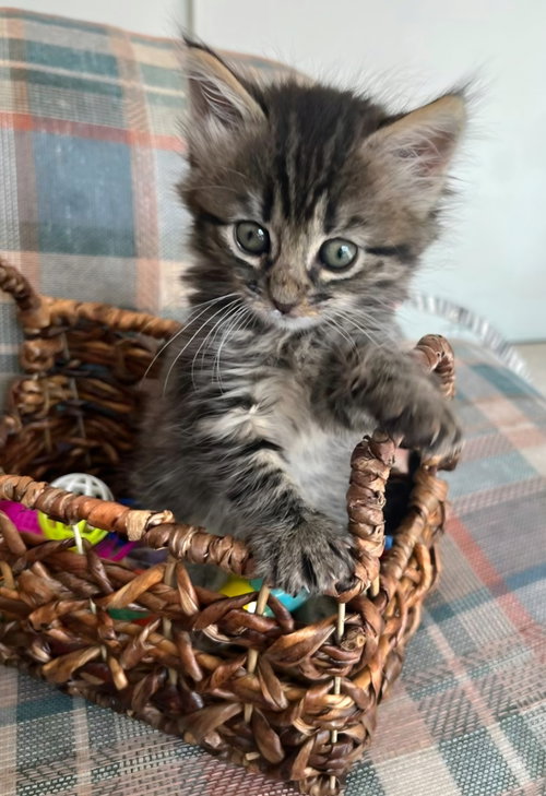 Ellie