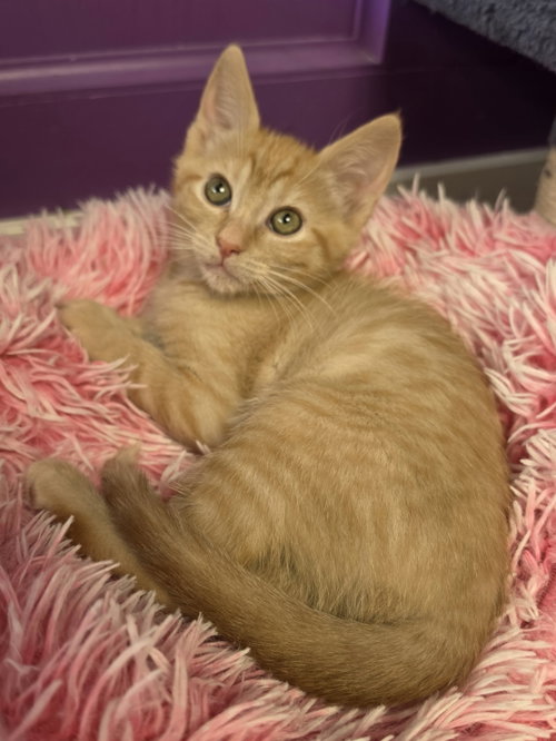 Lily, Baby Tabby / Domestic Short Hair / Mixed (short coat), cat for adoption in San Bruno, California