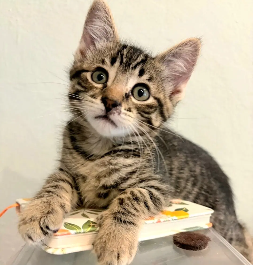 Kaydence - Tabby