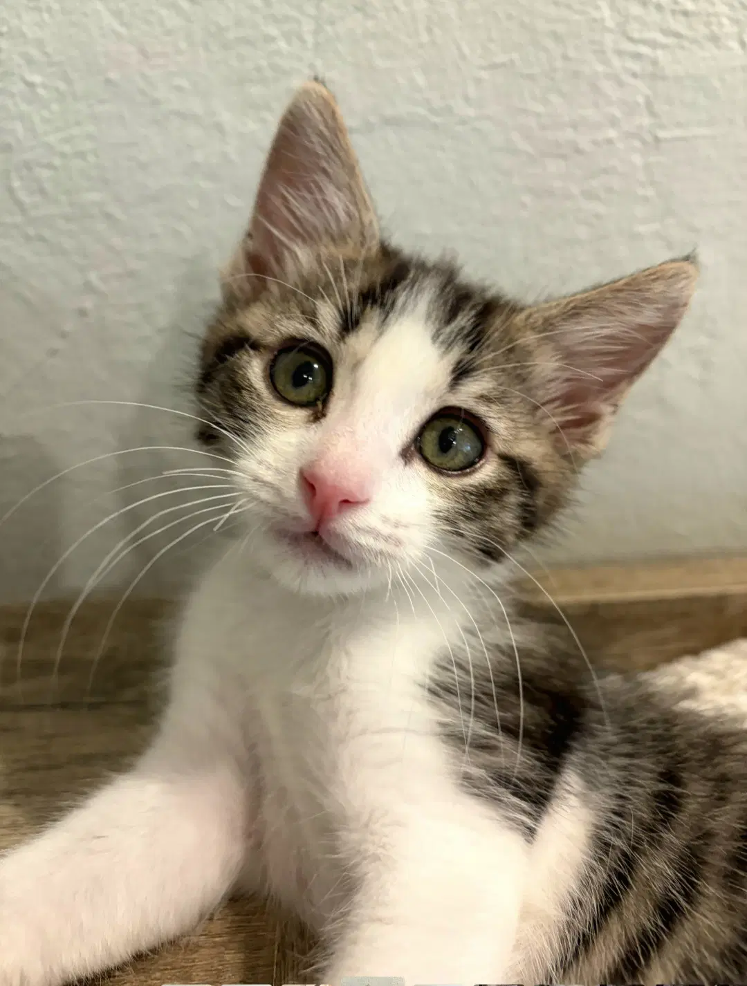 Kassidy - Tabby