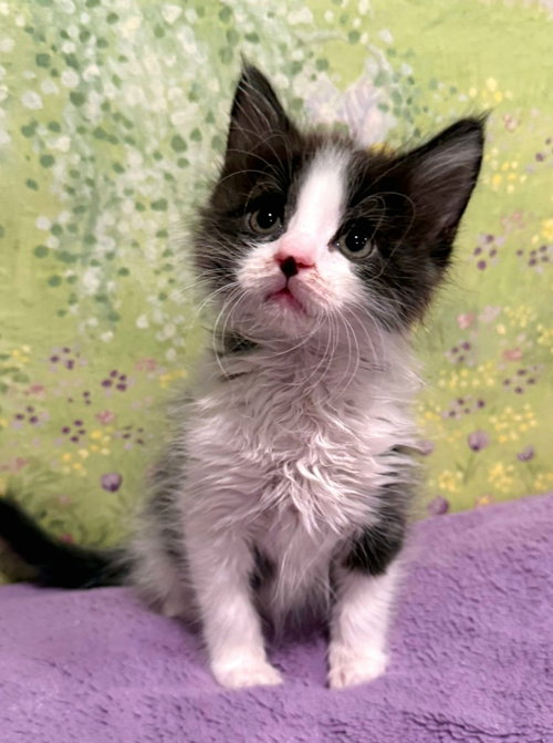 Kyle, Baby Tuxedo / Domestic Medium Hair / Mixed (medium coat), cat for adoption in Santa Clara, California