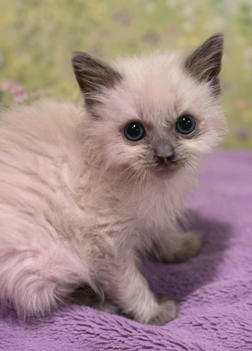 Kelsie, Baby Siamese / Domestic Medium Hair / Mixed (medium coat), cat for adoption in Santa Clara, California