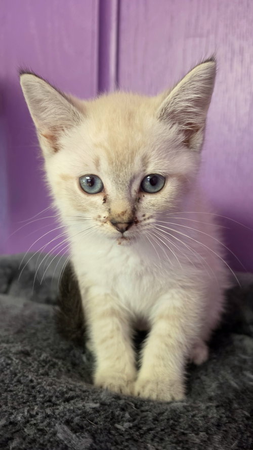 Lavender, Baby Siamese / Domestic Short Hair / Mixed (short coat), cat for adoption in San Bruno, California