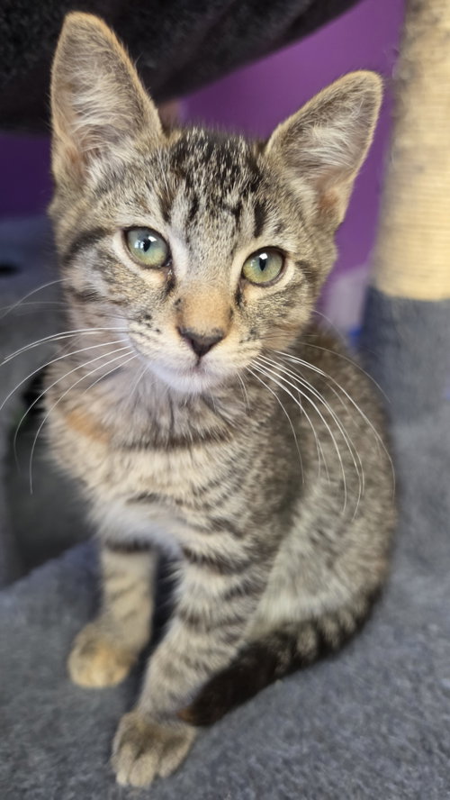 Sadie, Baby Tabby / Domestic Short Hair / Mixed (short coat), cat for adoption in San Bruno, California