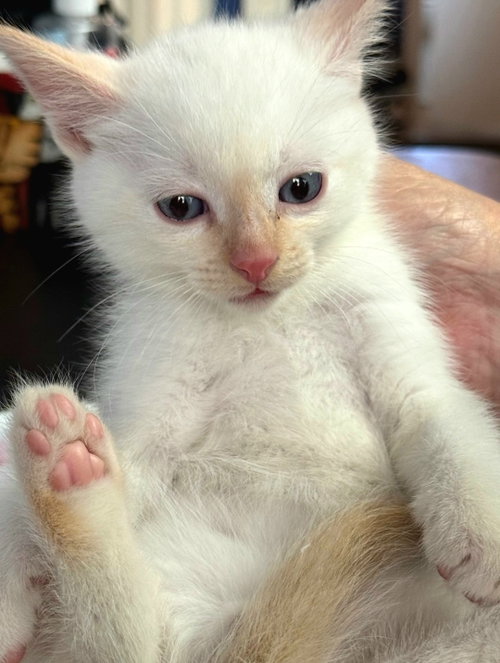Mochi