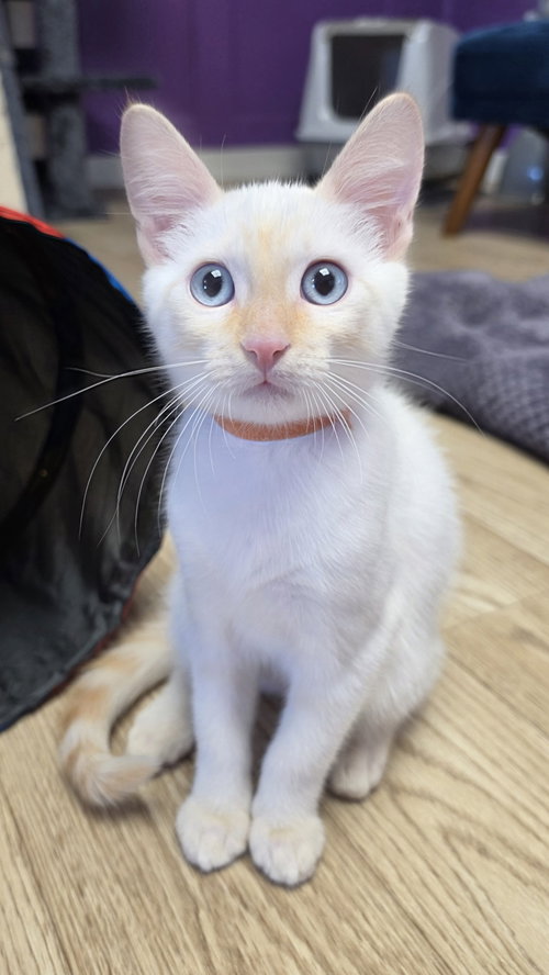 Mochi, an adoptable Siamese in Campbell, CA