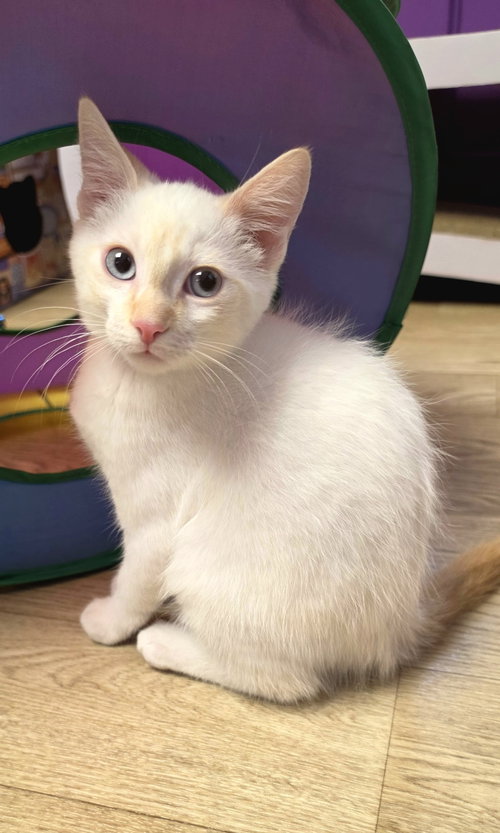 Vanilla, an adoptable Siamese in Campbell, CA