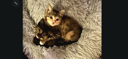 Pigeon, Baby Calico / Domestic Short Hair / Mixed (short coat), cat for adoption in Santa Clara, California