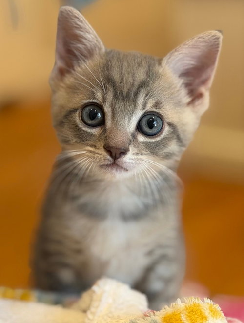 Penny