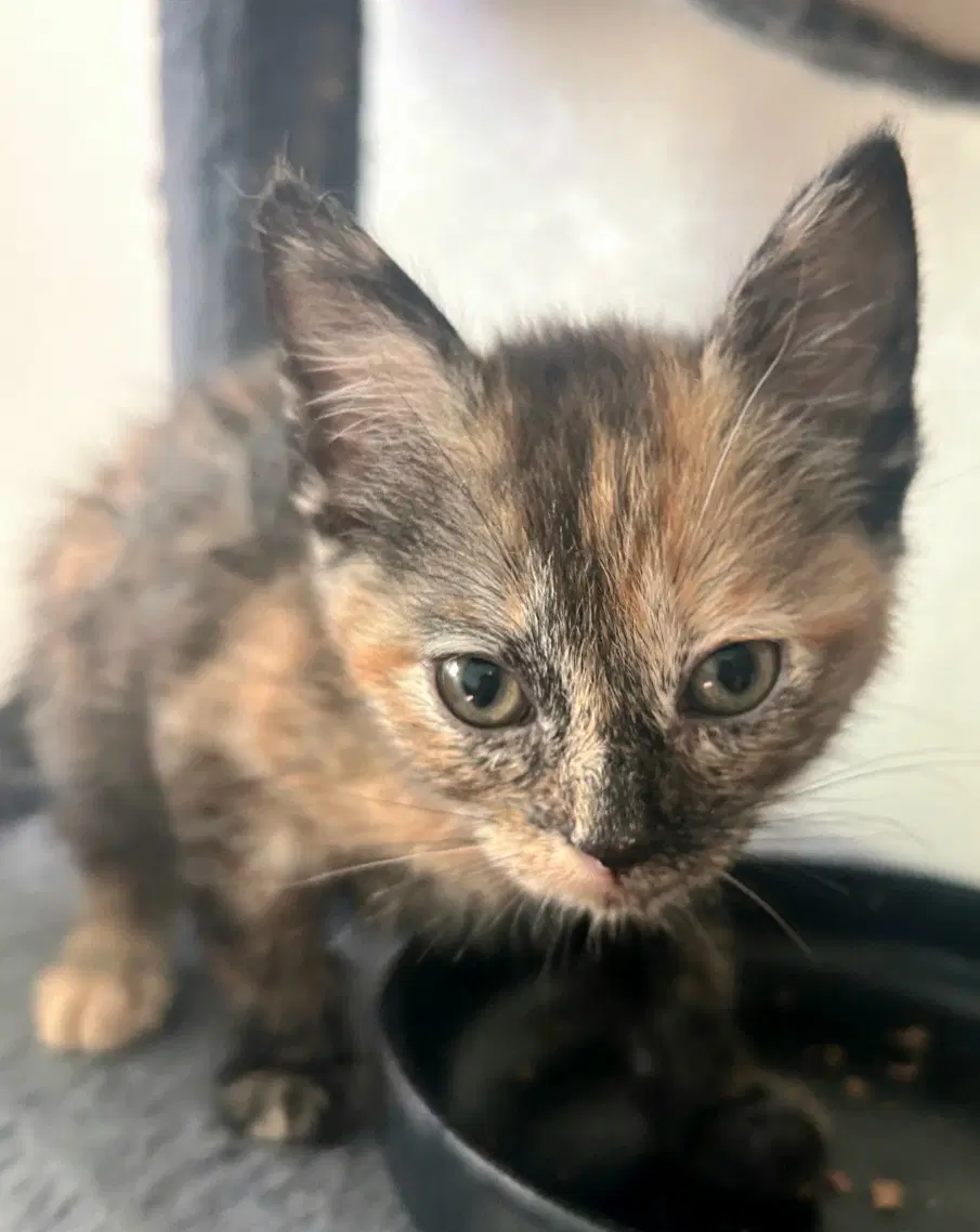 Cleocatra image 2