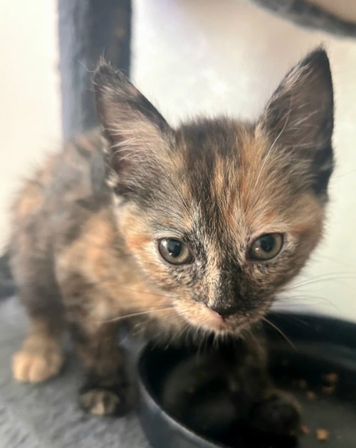 Cleocatra