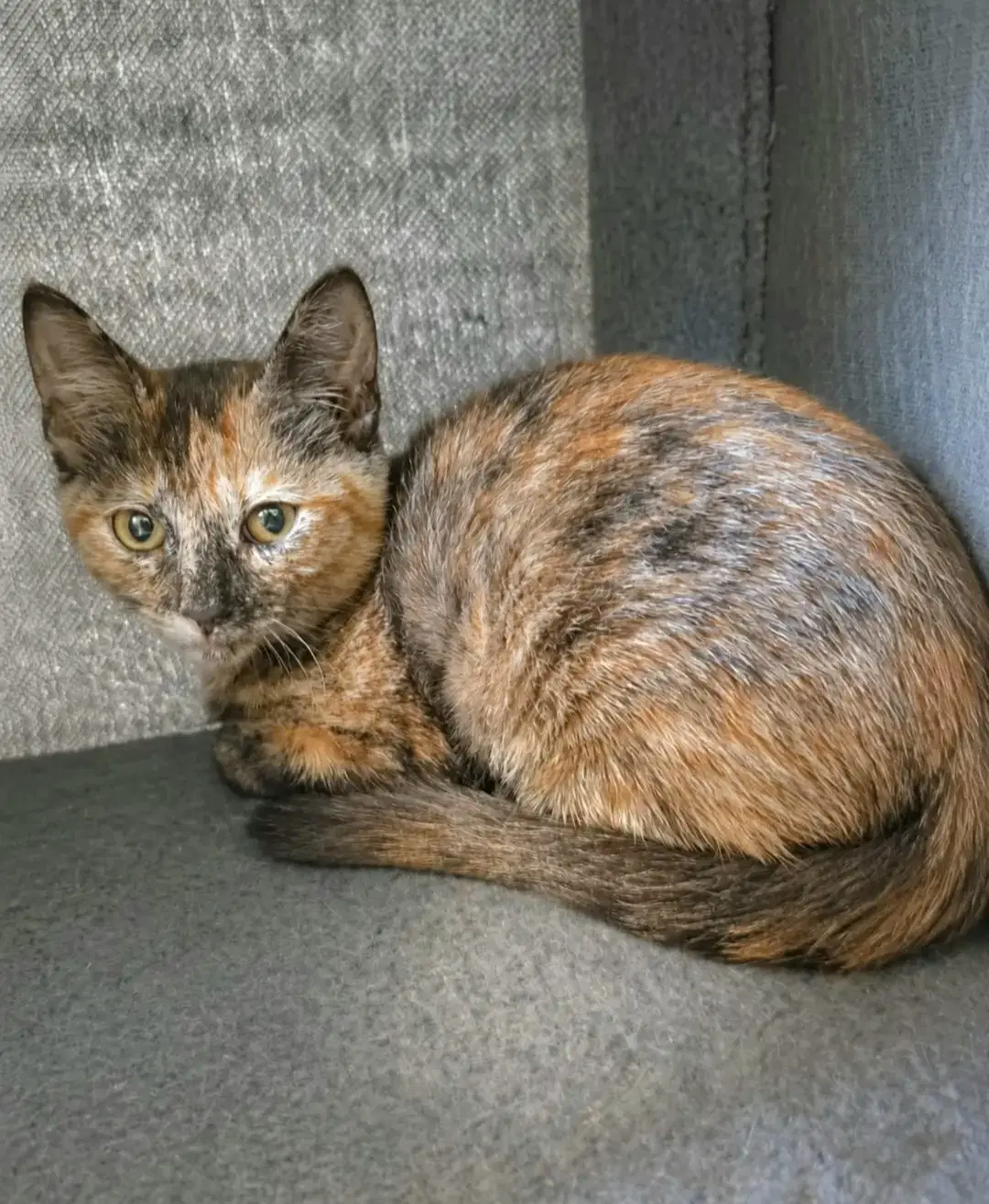 Cleocatra - Tortoiseshell