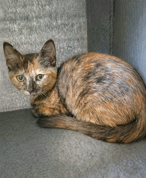 Cleocatra