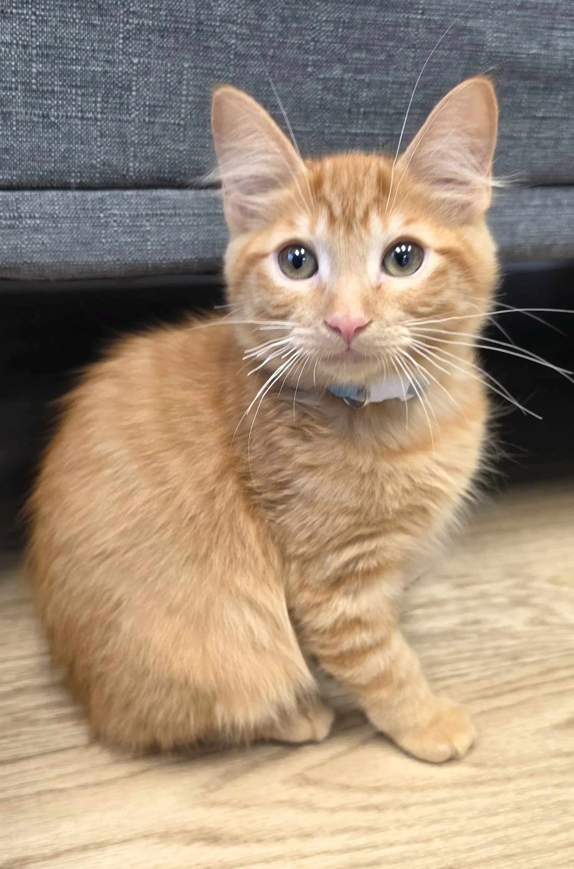 Sunny - Tabby