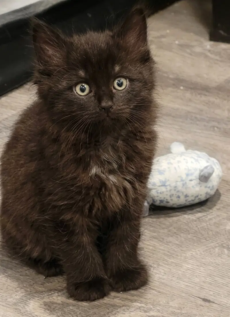 Jiji - Domestic Medium Hair