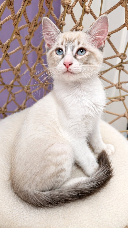 picture of the cat needing adoption