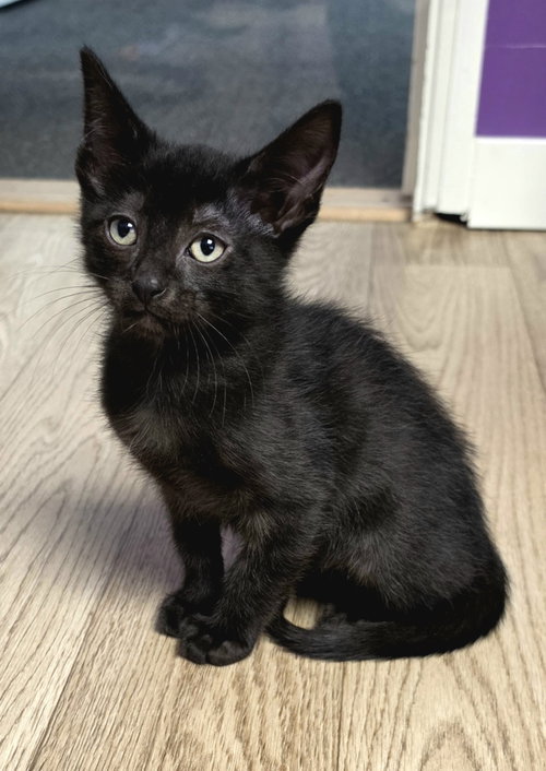 Pierre, an adoptable Domestic Short Hair in Campbell, CA