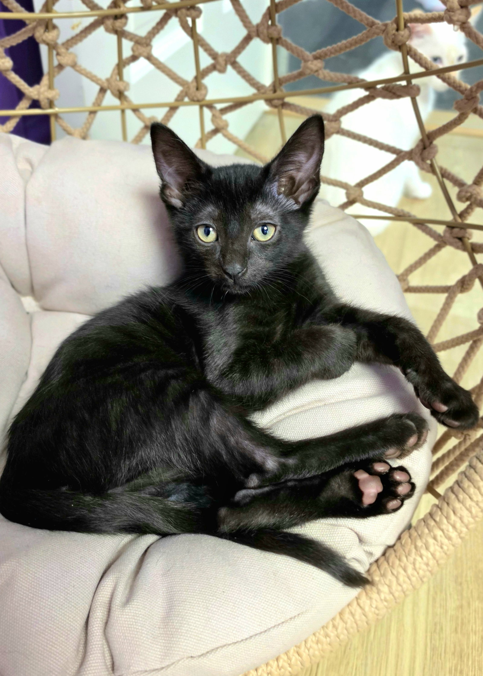 Pierre