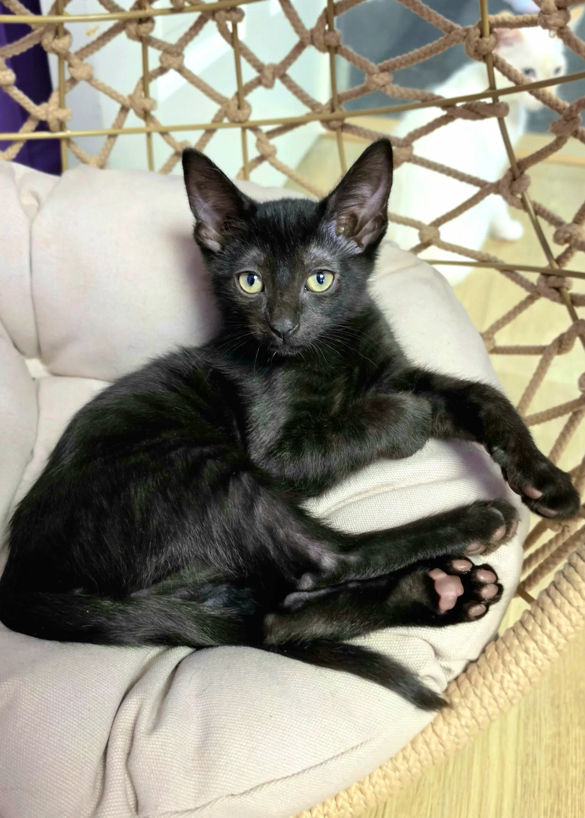 Pierre - Domestic Short Hair