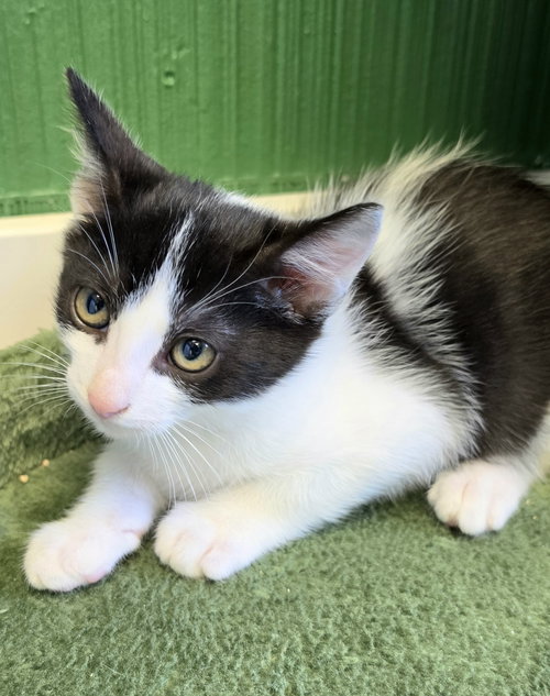Carl, an adoptable Tuxedo in Campbell, CA