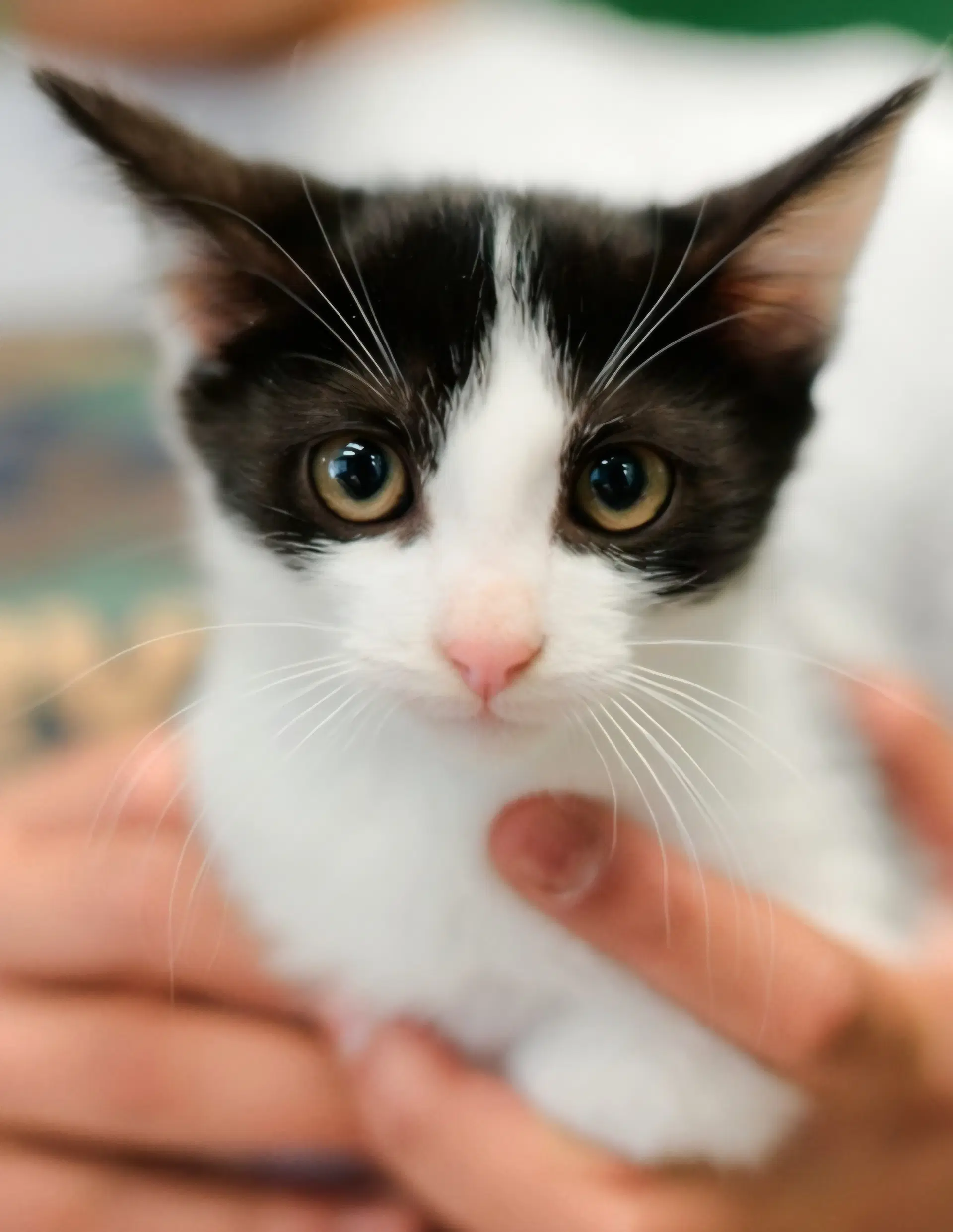 Carl - Tuxedo