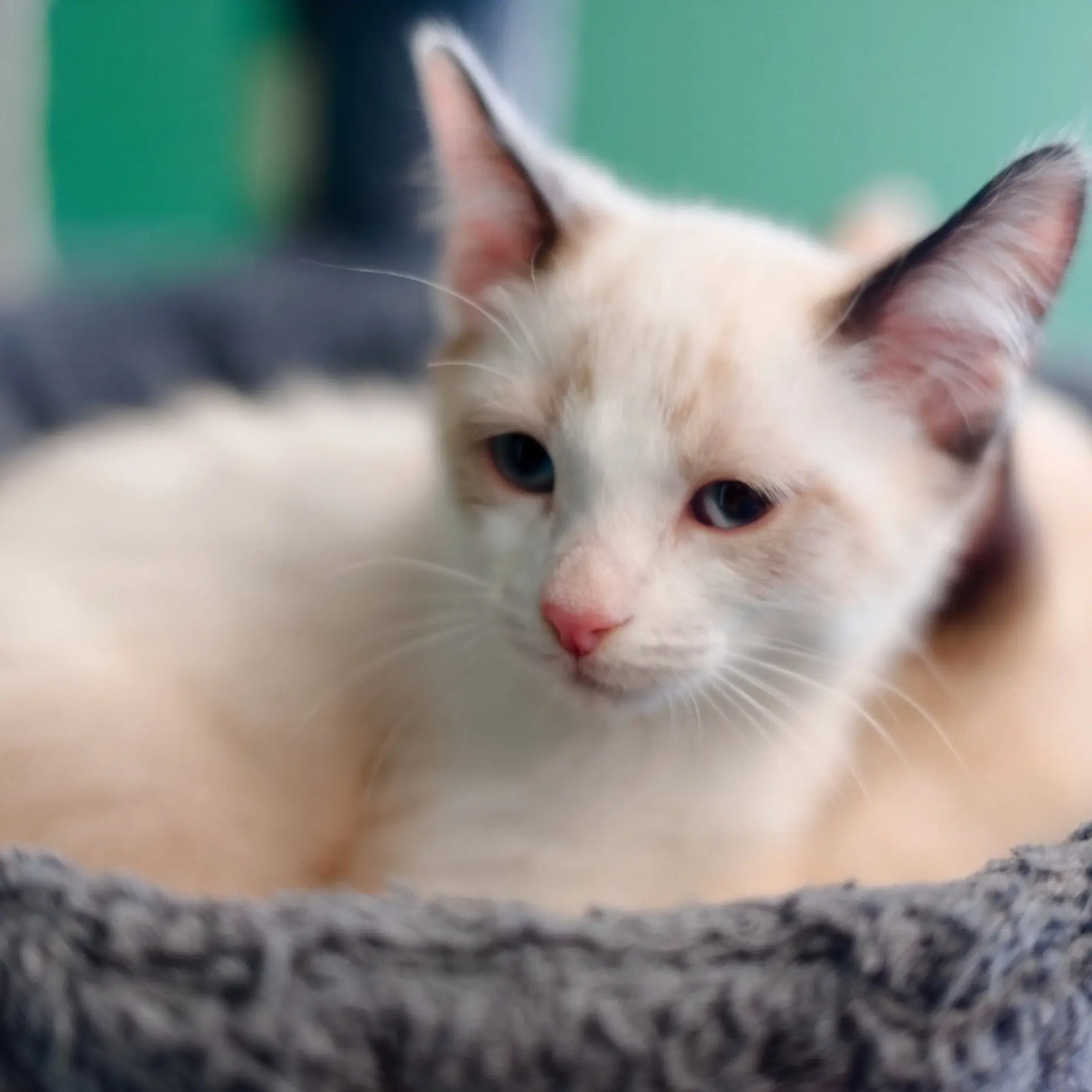 Caramel - Siamese
