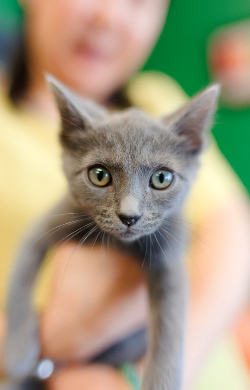 picture of the cat needing adoption