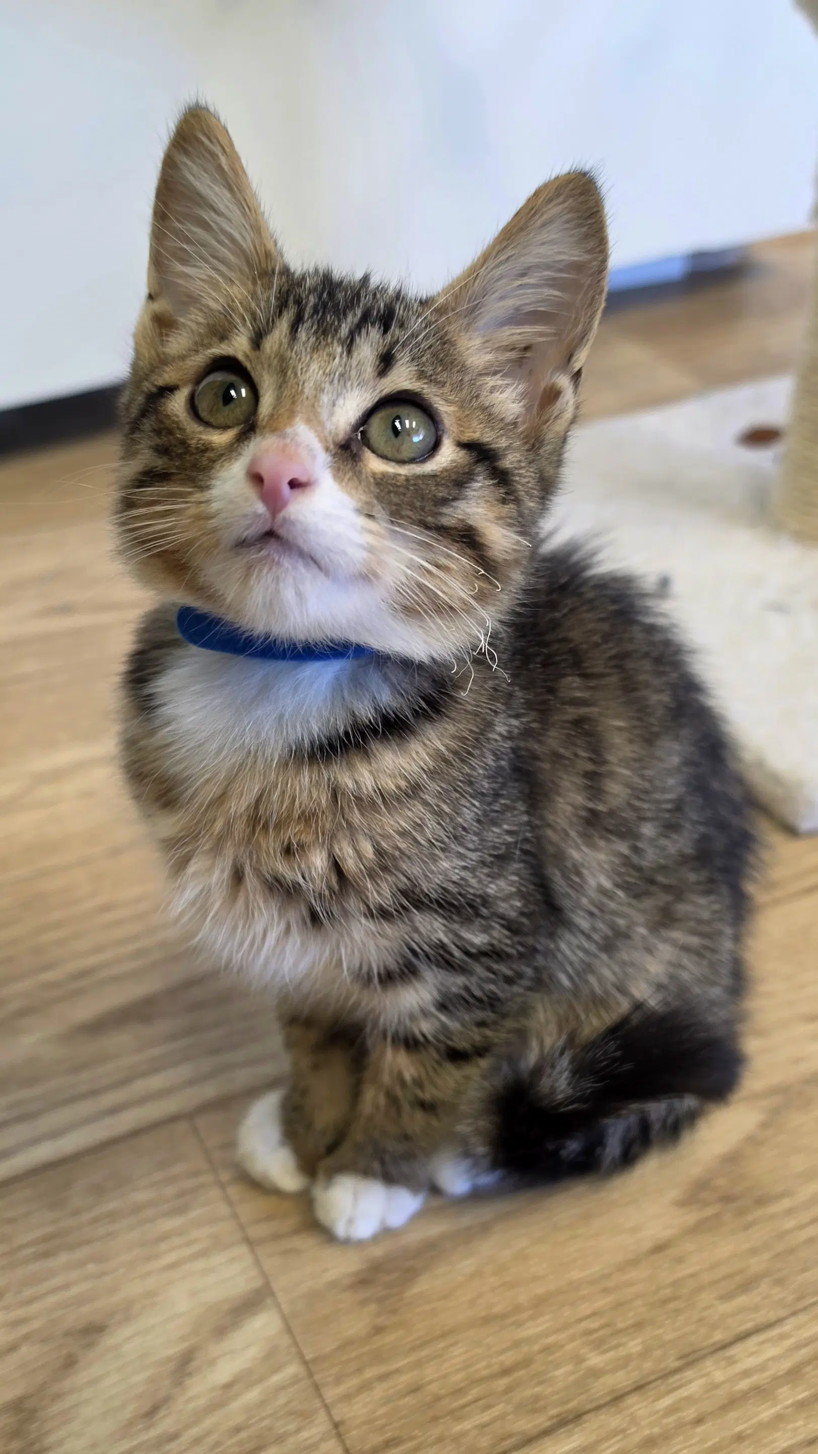 Kai - Tabby