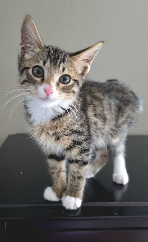 picture of the cat needing adoption