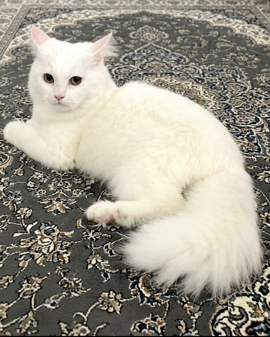 Oliver - Turkish Angora