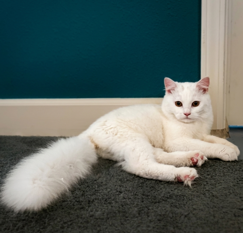 picture of the cat needing adoption
