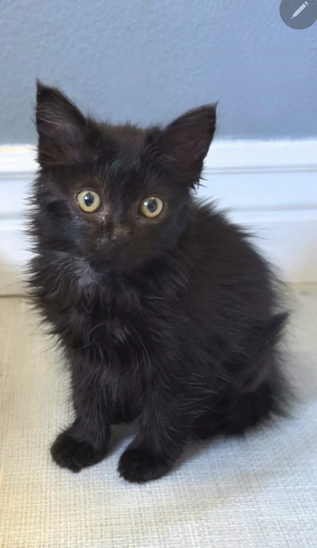 Nora - Domestic Medium Hair