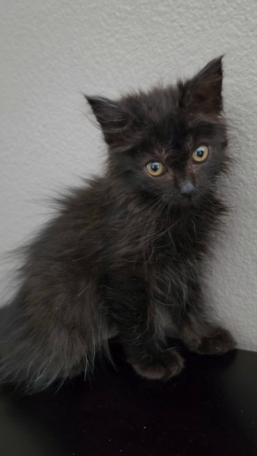 Photo 2 of Nora