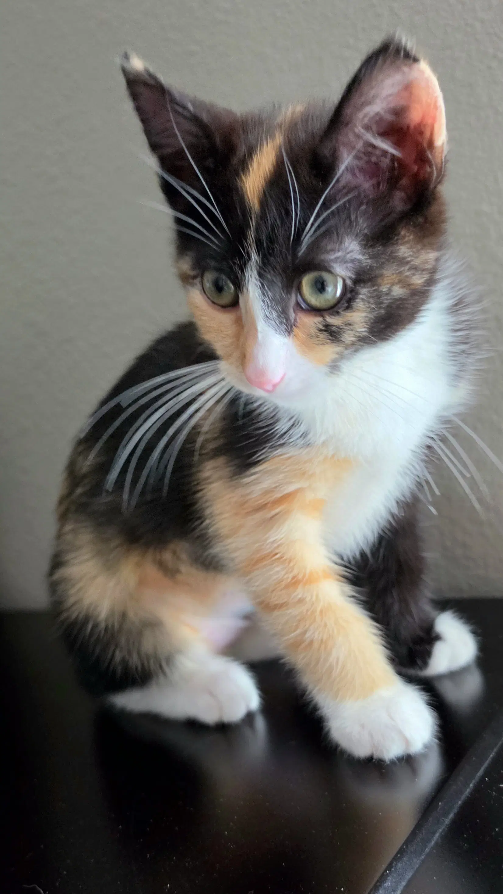 Laura - Calico