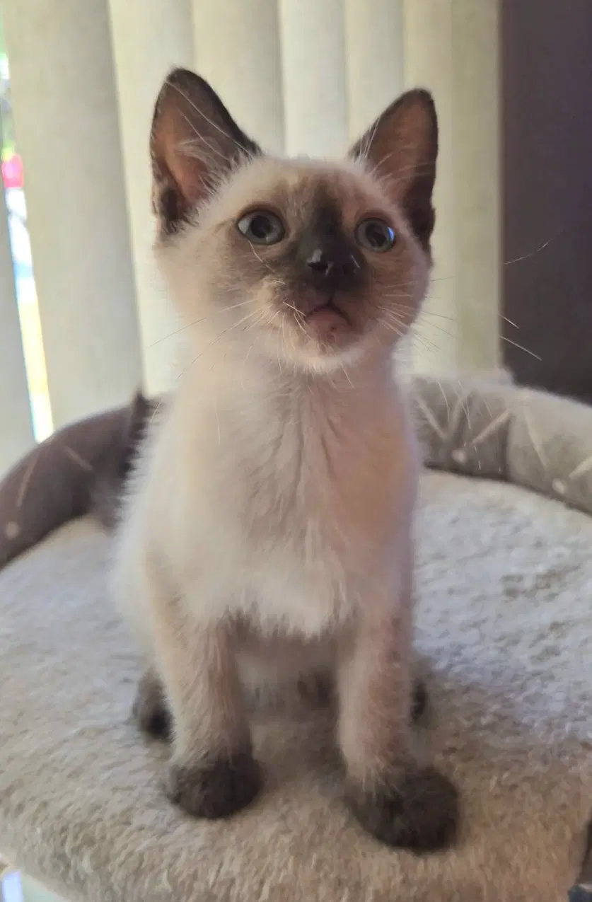 Sonny - Siamese