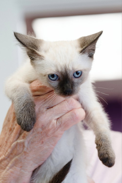 picture of the cat needing adoption