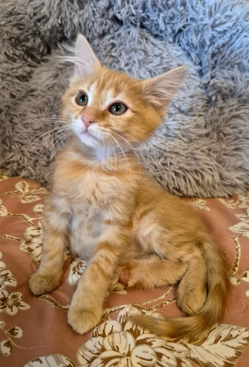 Mango