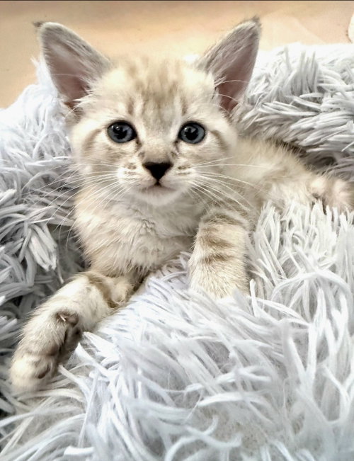 picture of the cat needing adoption