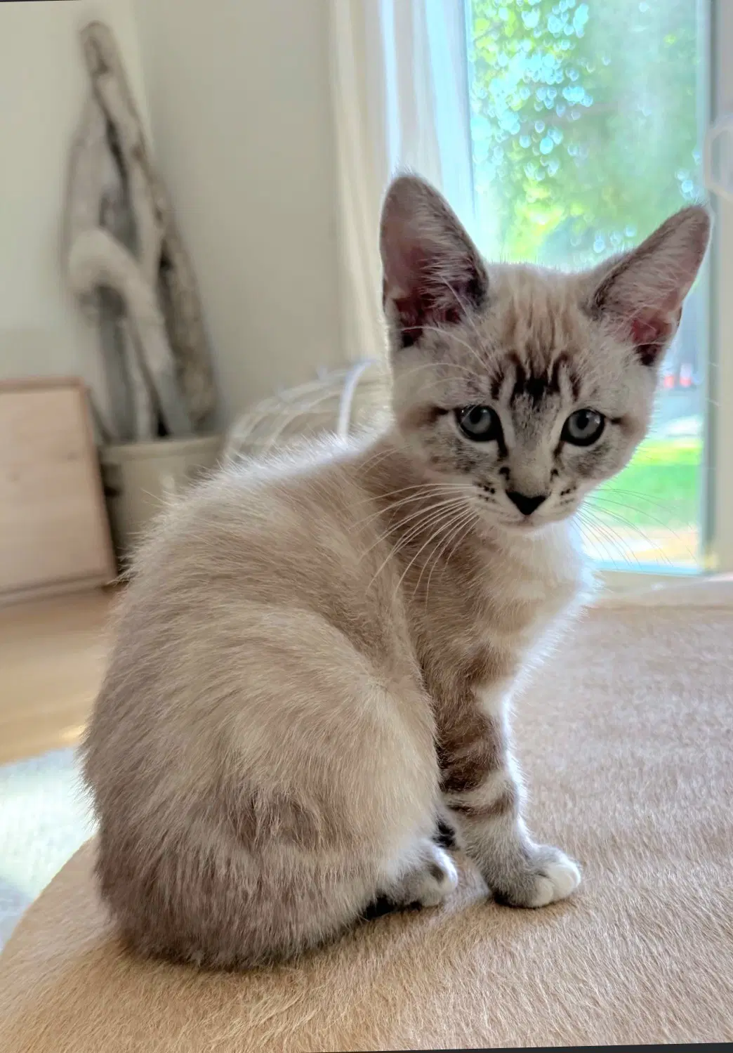 Clove - Siamese