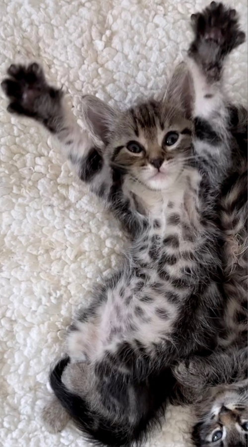picture of the cat needing adoption