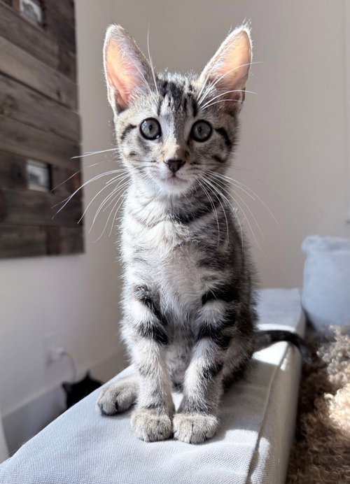 Sage, a cat for adoption from Itty Bitty Orphan Kitty Rescue