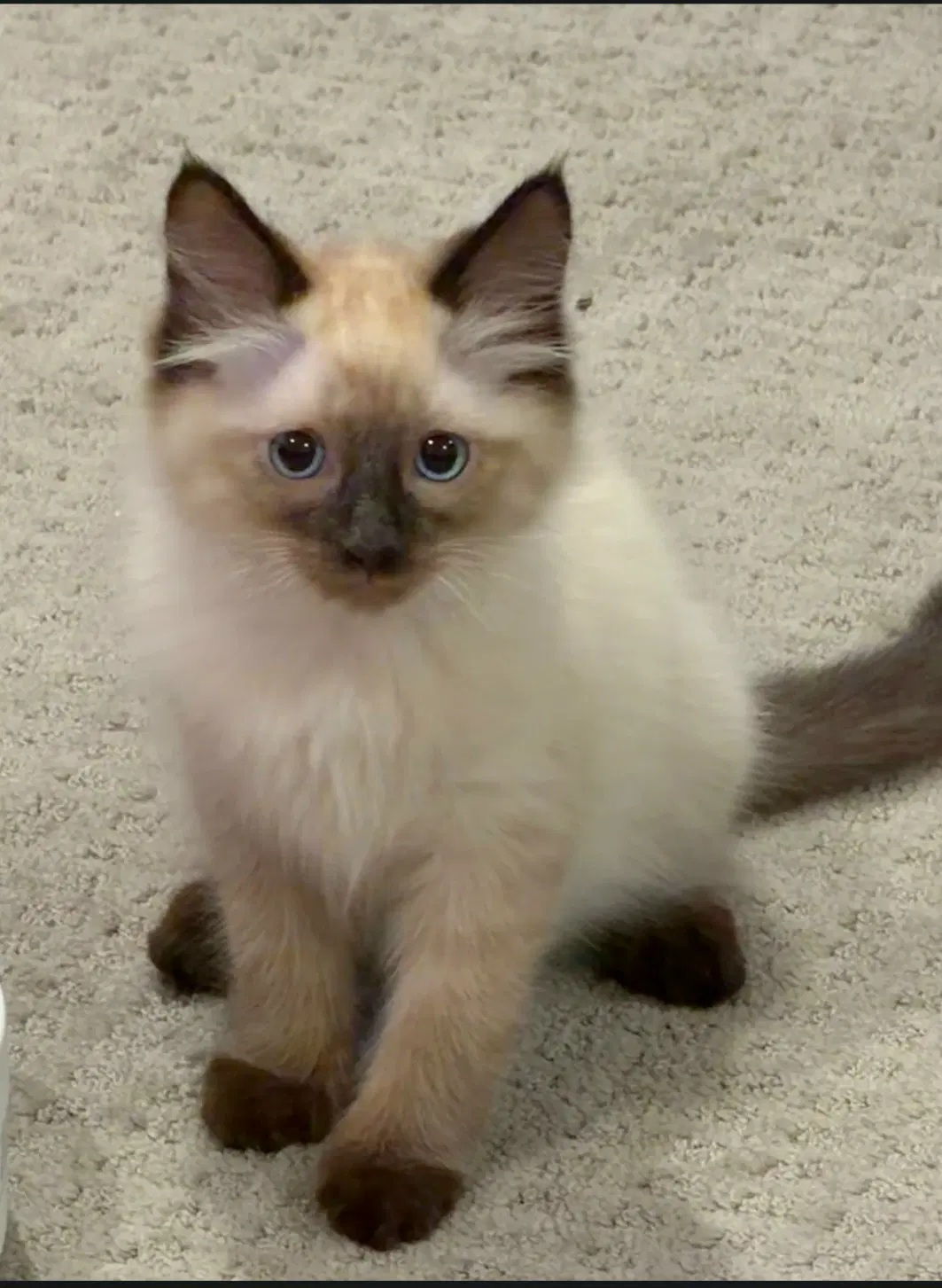 Luka - Siamese