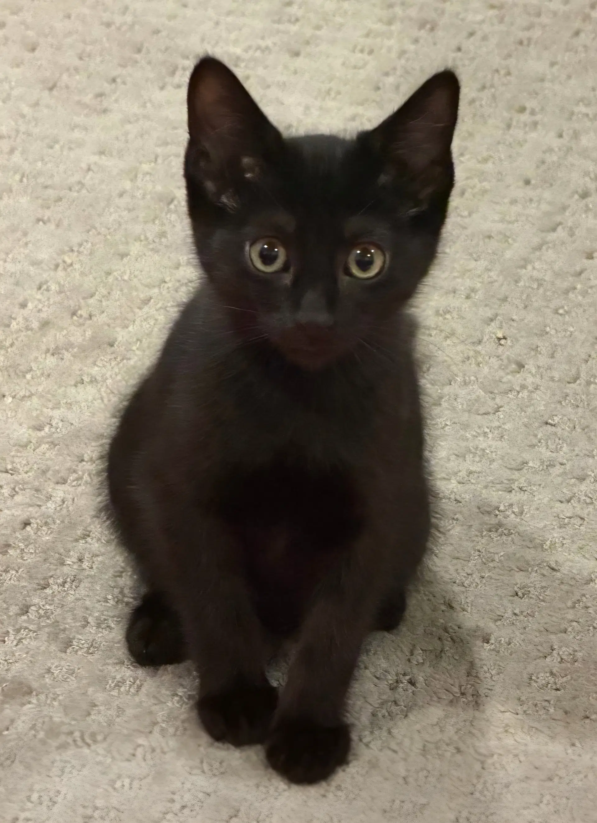 Lionel - Domestic Short Hair