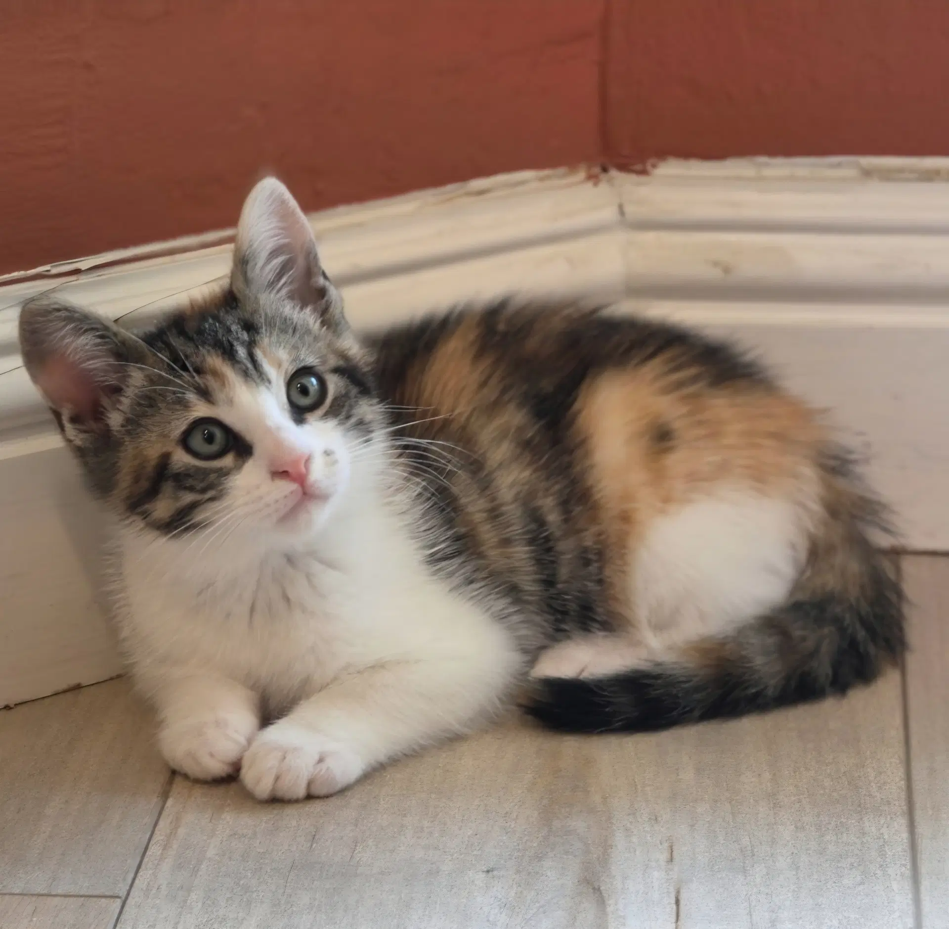 Maple - Calico