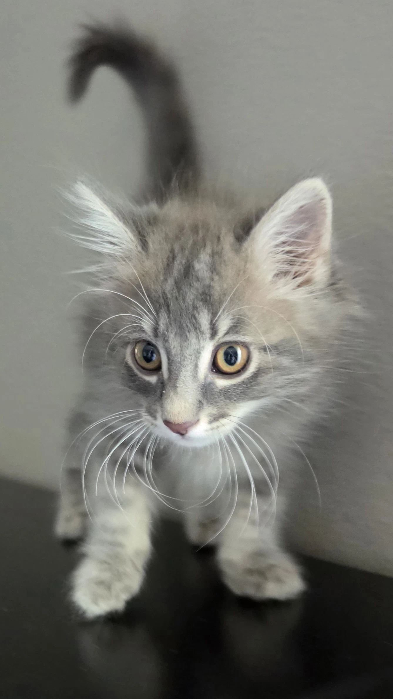Caspian