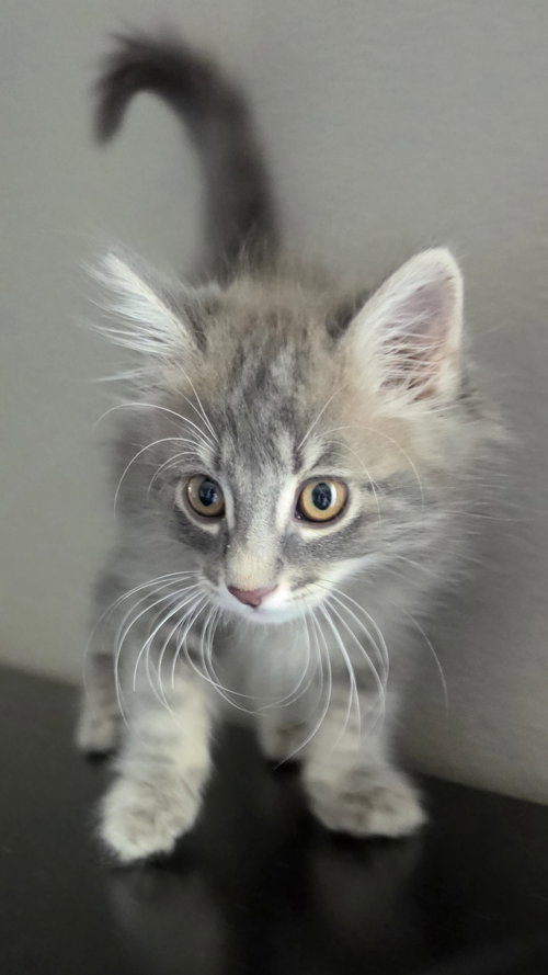 picture of the cat needing adoption