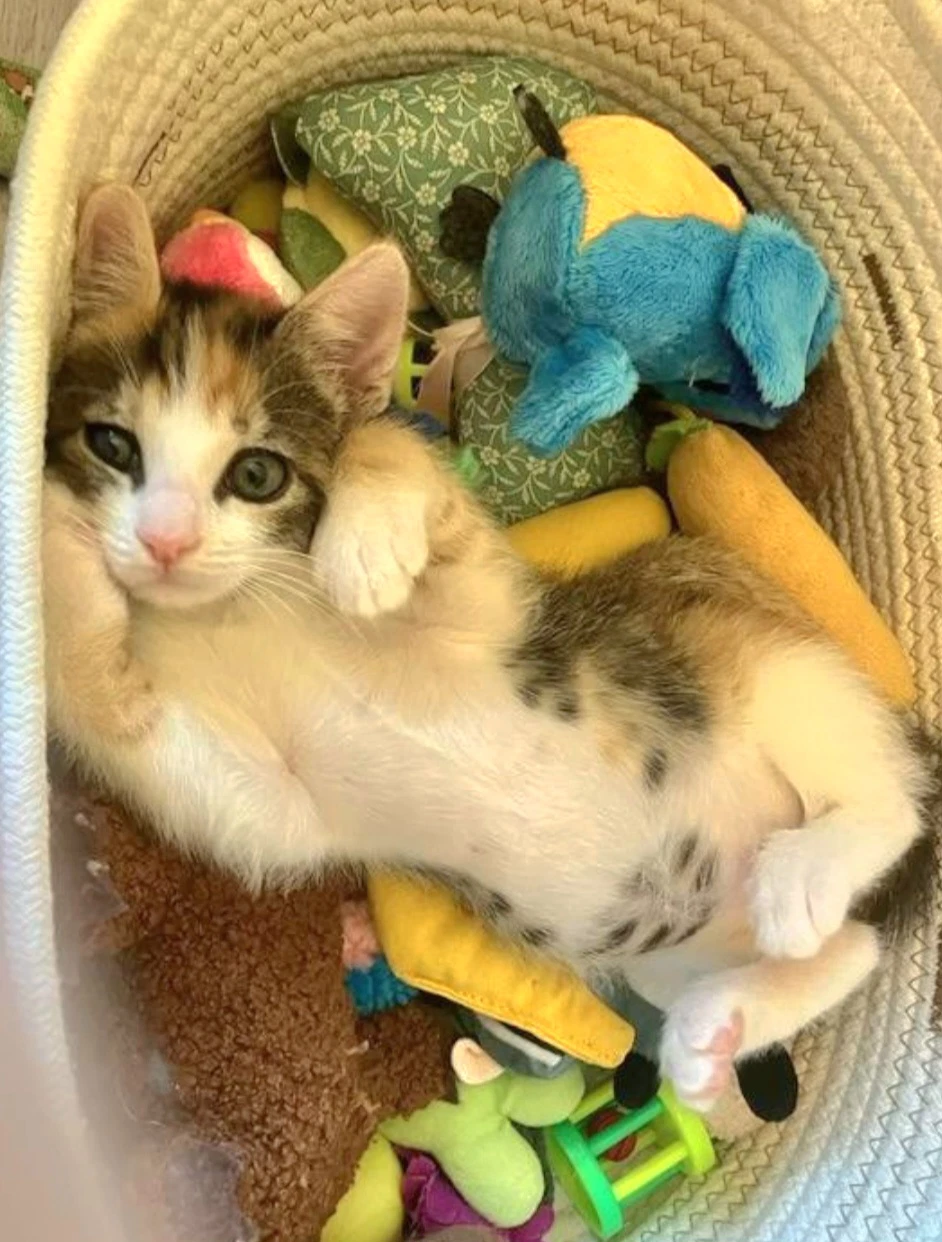 Amelia