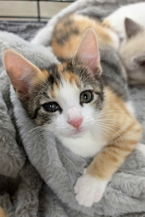 Amelia, a cat for adoption from Itty Bitty Orphan Kitty Rescue
