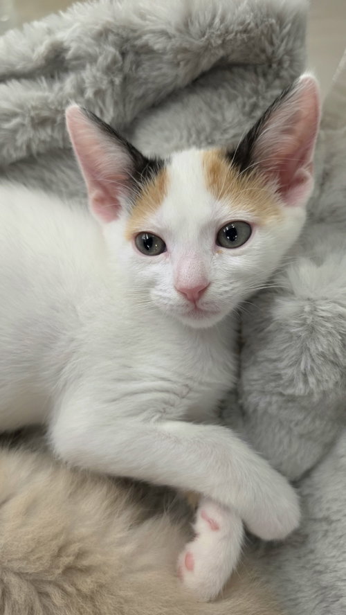 Annie, a cat for adoption from Itty Bitty Orphan Kitty Rescue