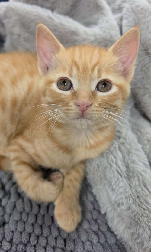 Zaria, a cat for adoption from Itty Bitty Orphan Kitty Rescue